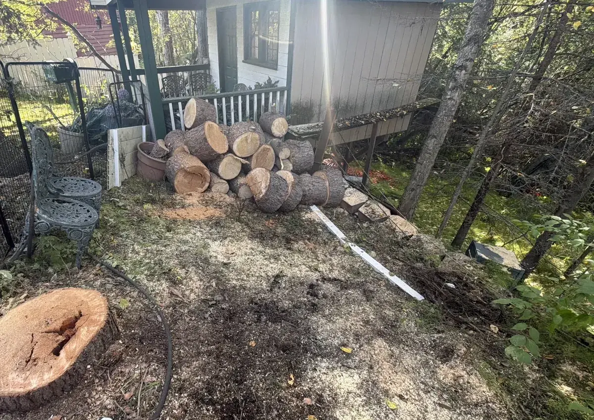 Cut tree logs and stump at a wooded property